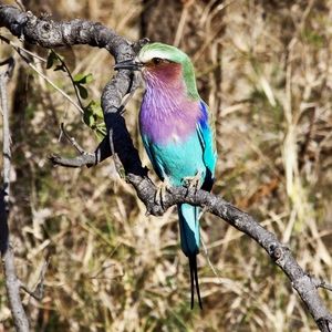 Lilac Breasted Crawler